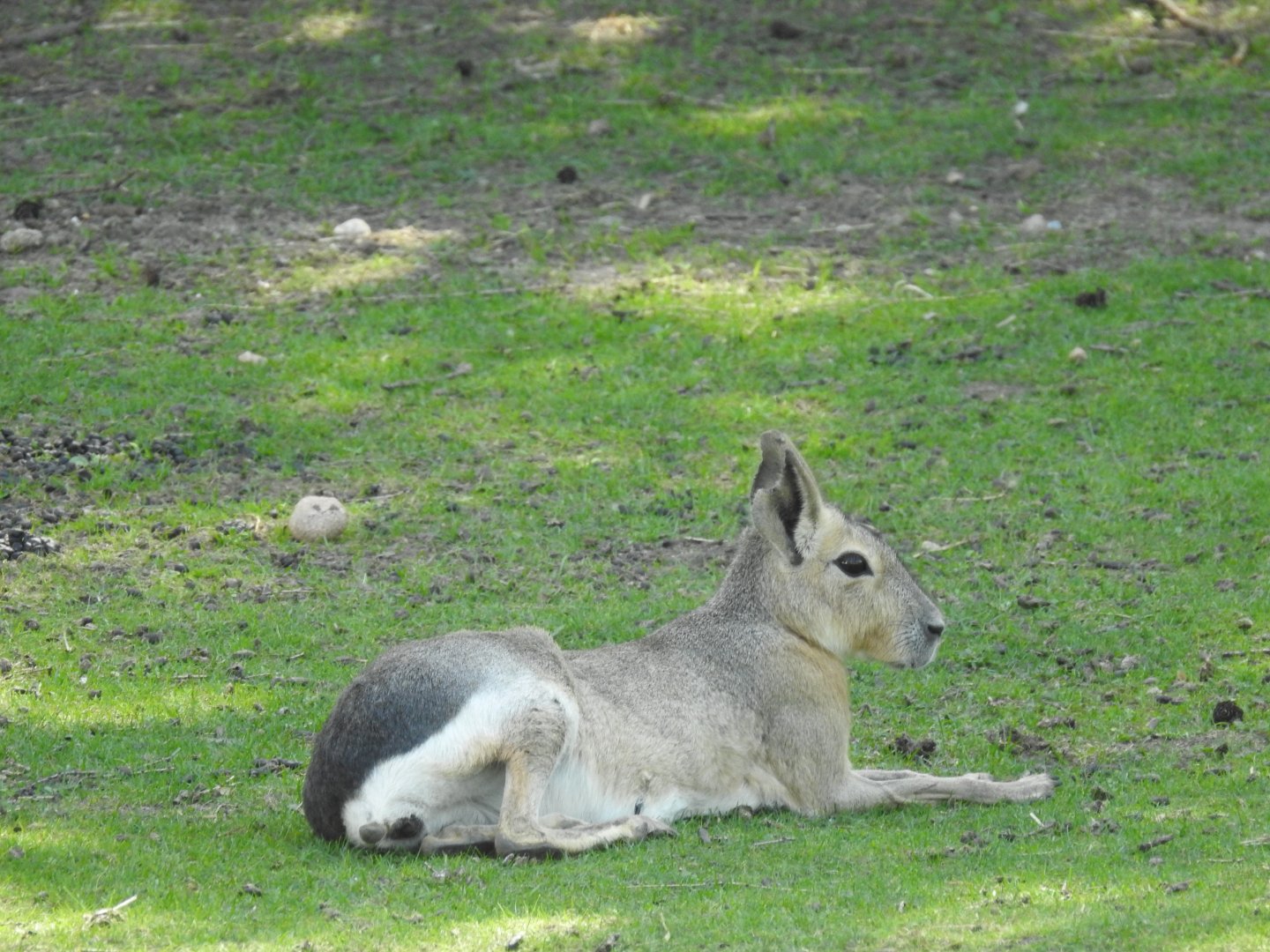 patagonian mara