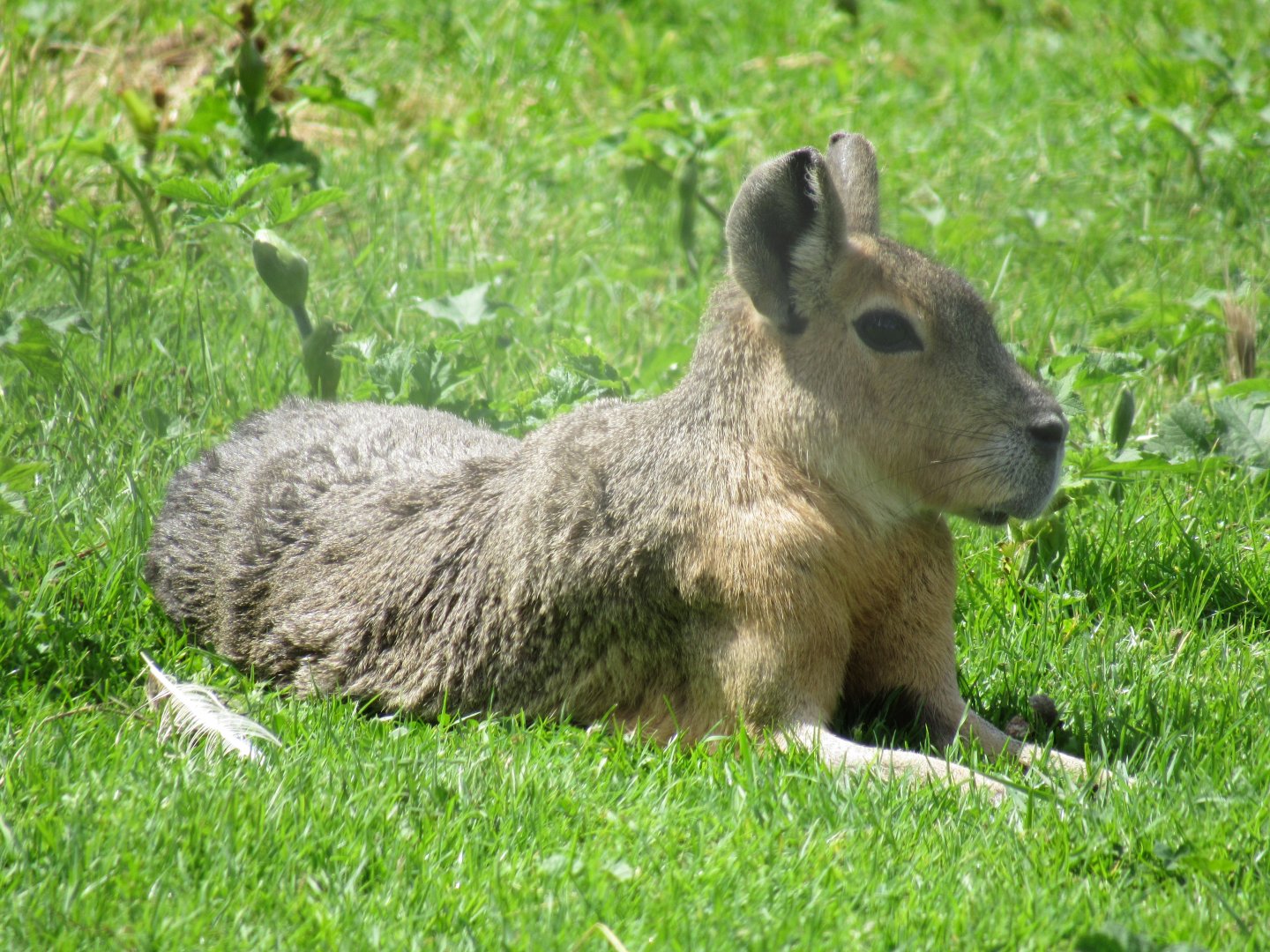Patagonian Mara
