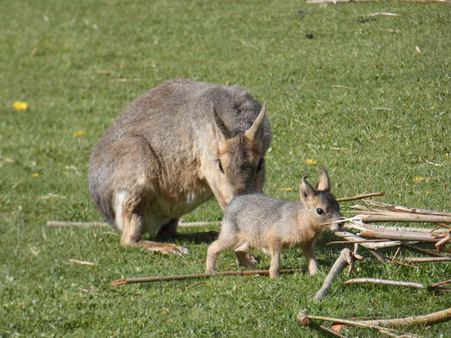 Patagonian mara