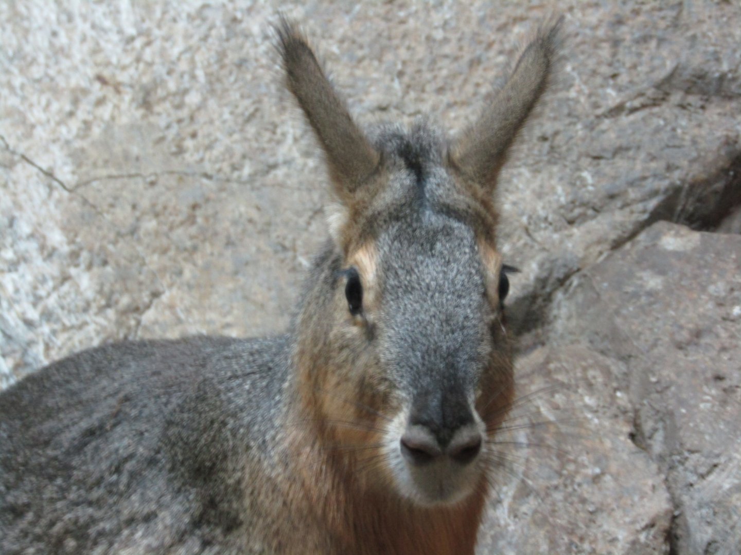 Patagonian Mara