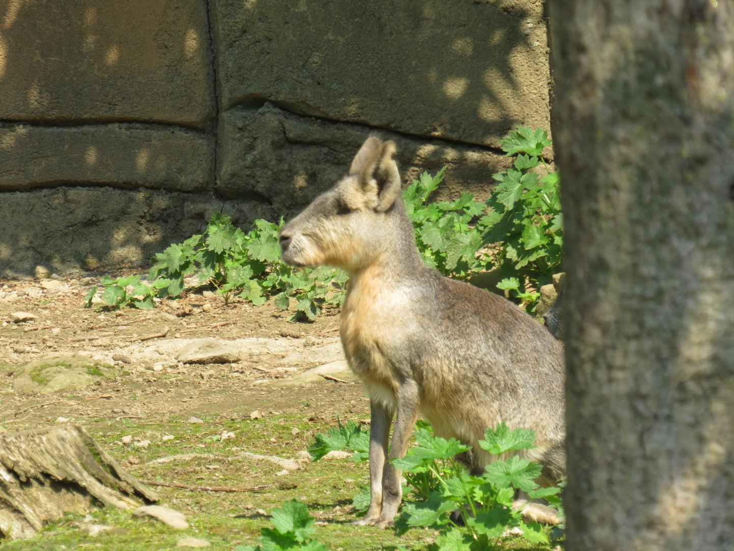 Patagonian mara