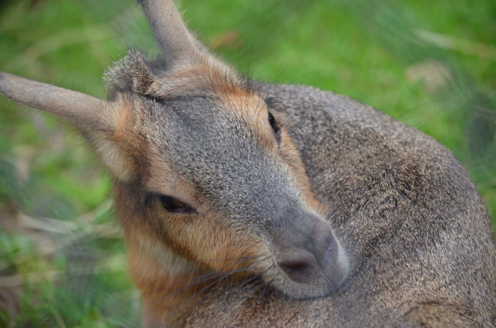 Patagonian Mara