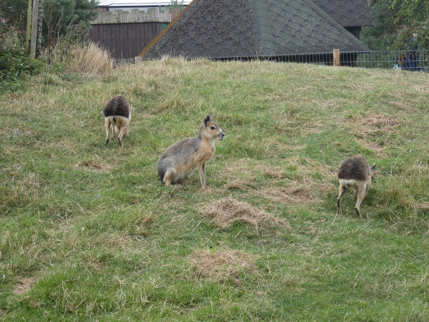 Patagonian mara