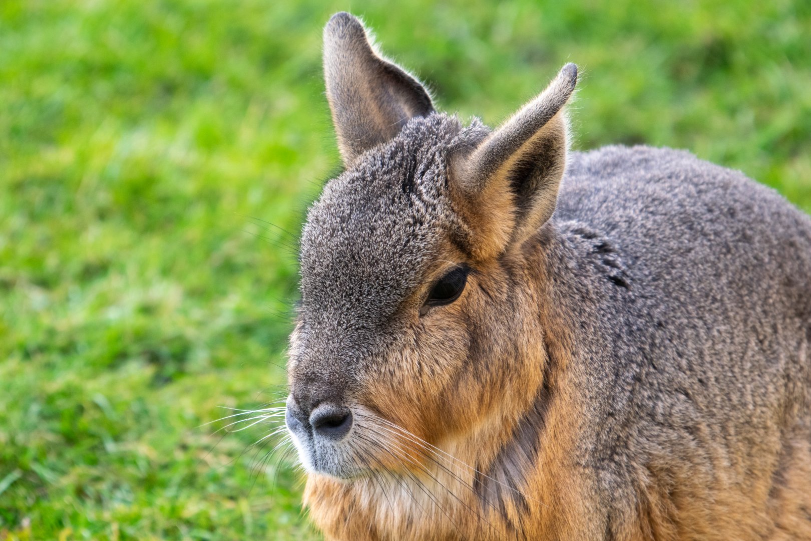 Patagonian Mara