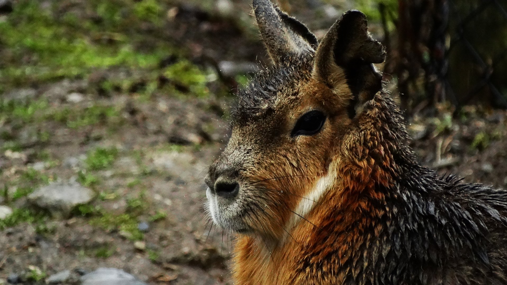 Patagonian Mara