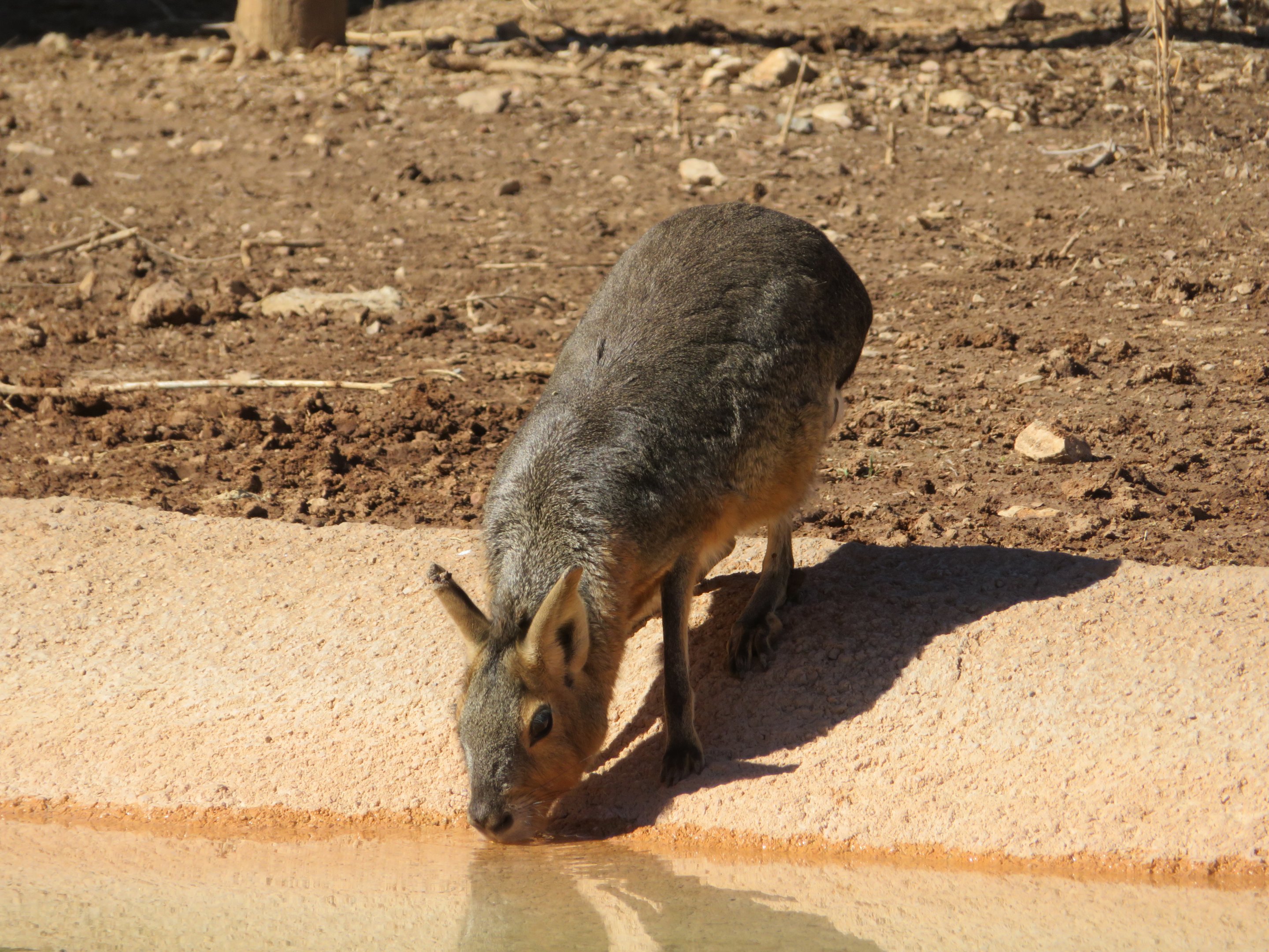 Patagonian Mara