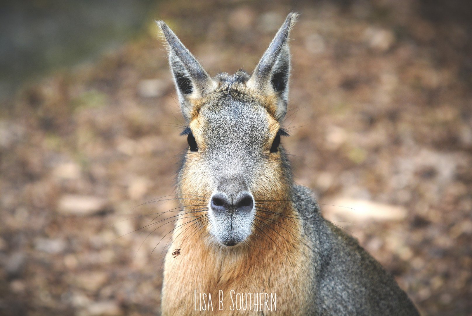 Patagonian Mara