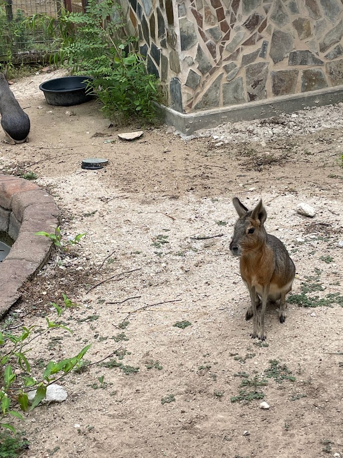 Patagonian Mara
