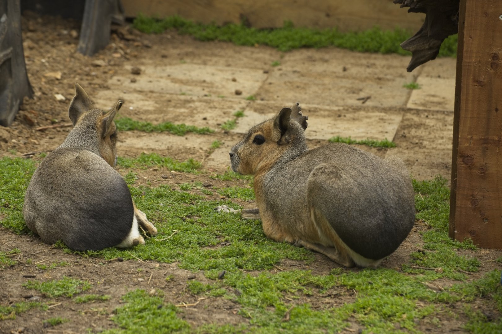 Patagonian Mara