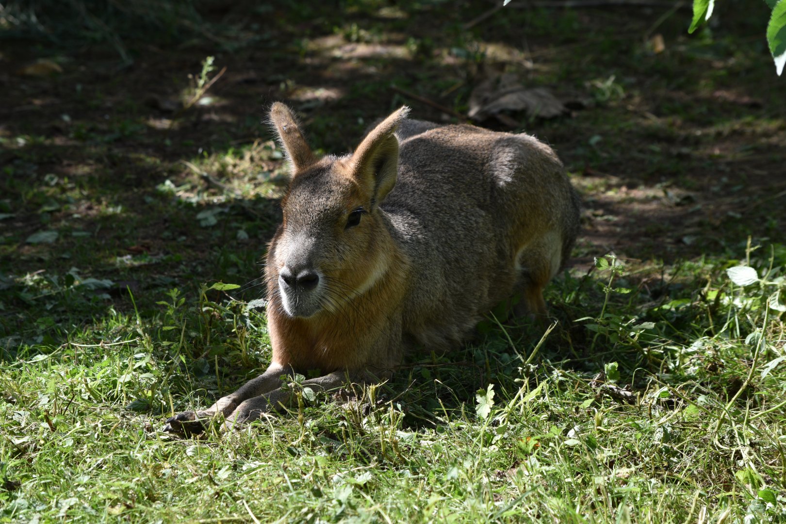 Patagonian mara