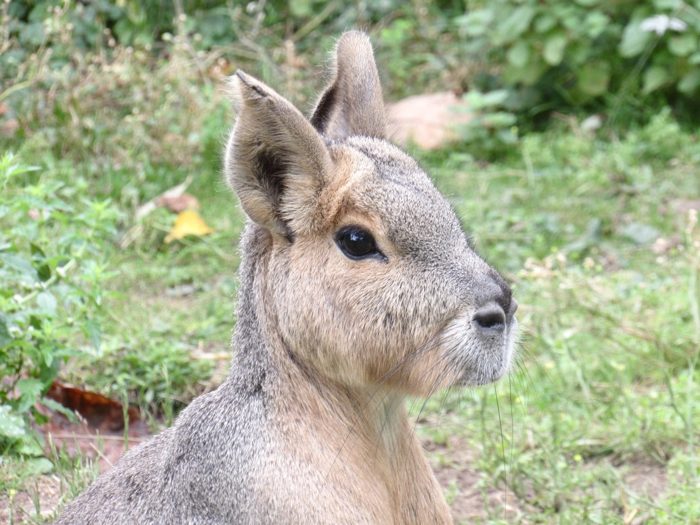 Patagonian Mara
