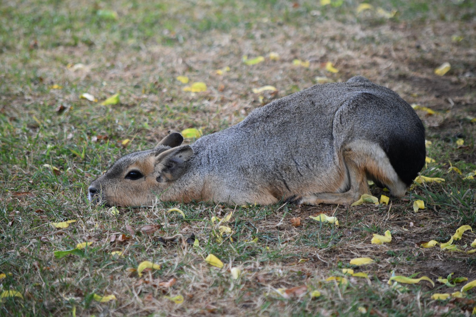 Patagonian mara