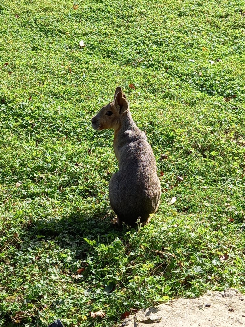 Patagonian Mara
