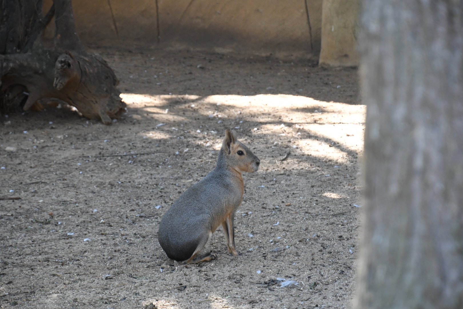 Patagonian Mara