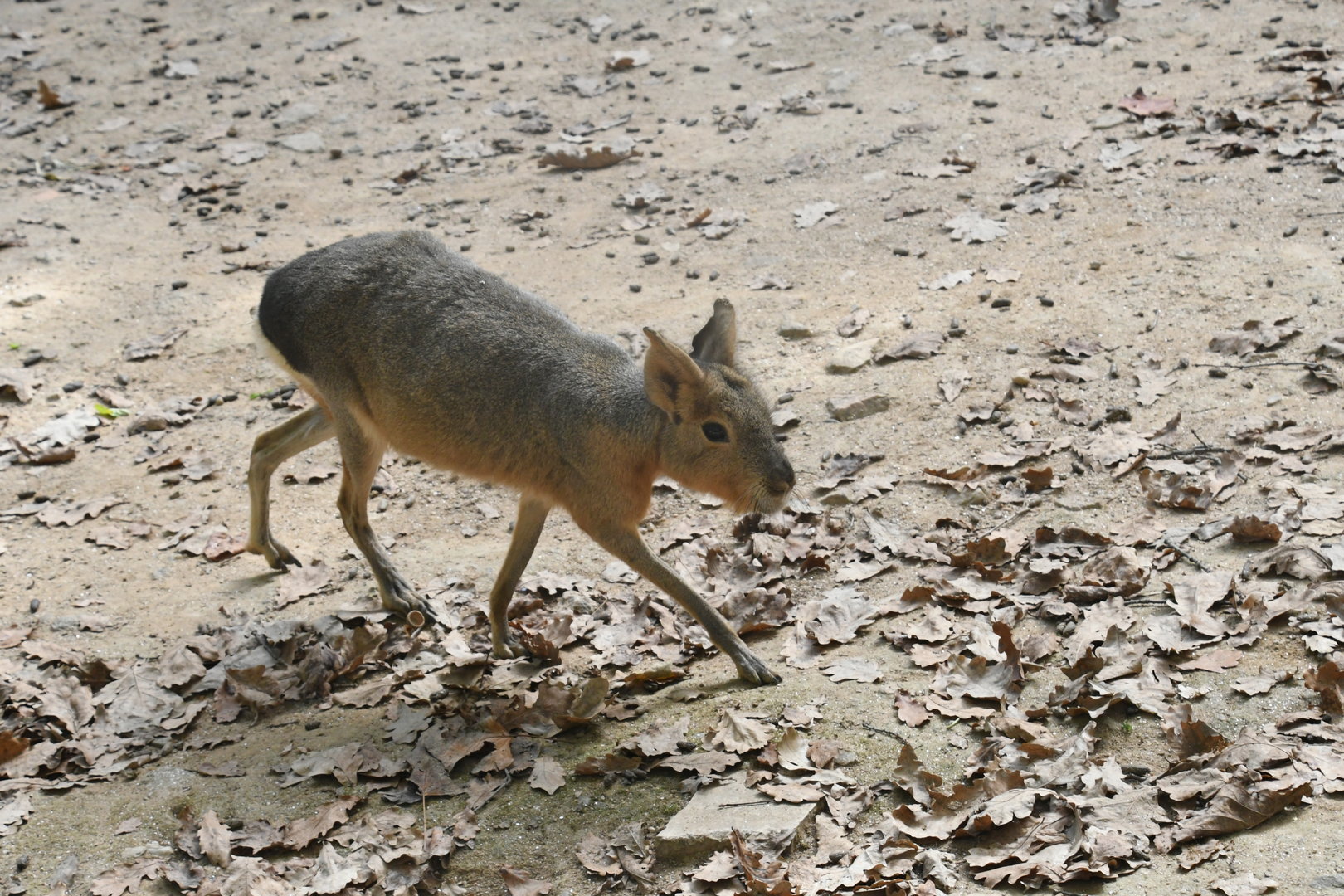 Patagonian Mara