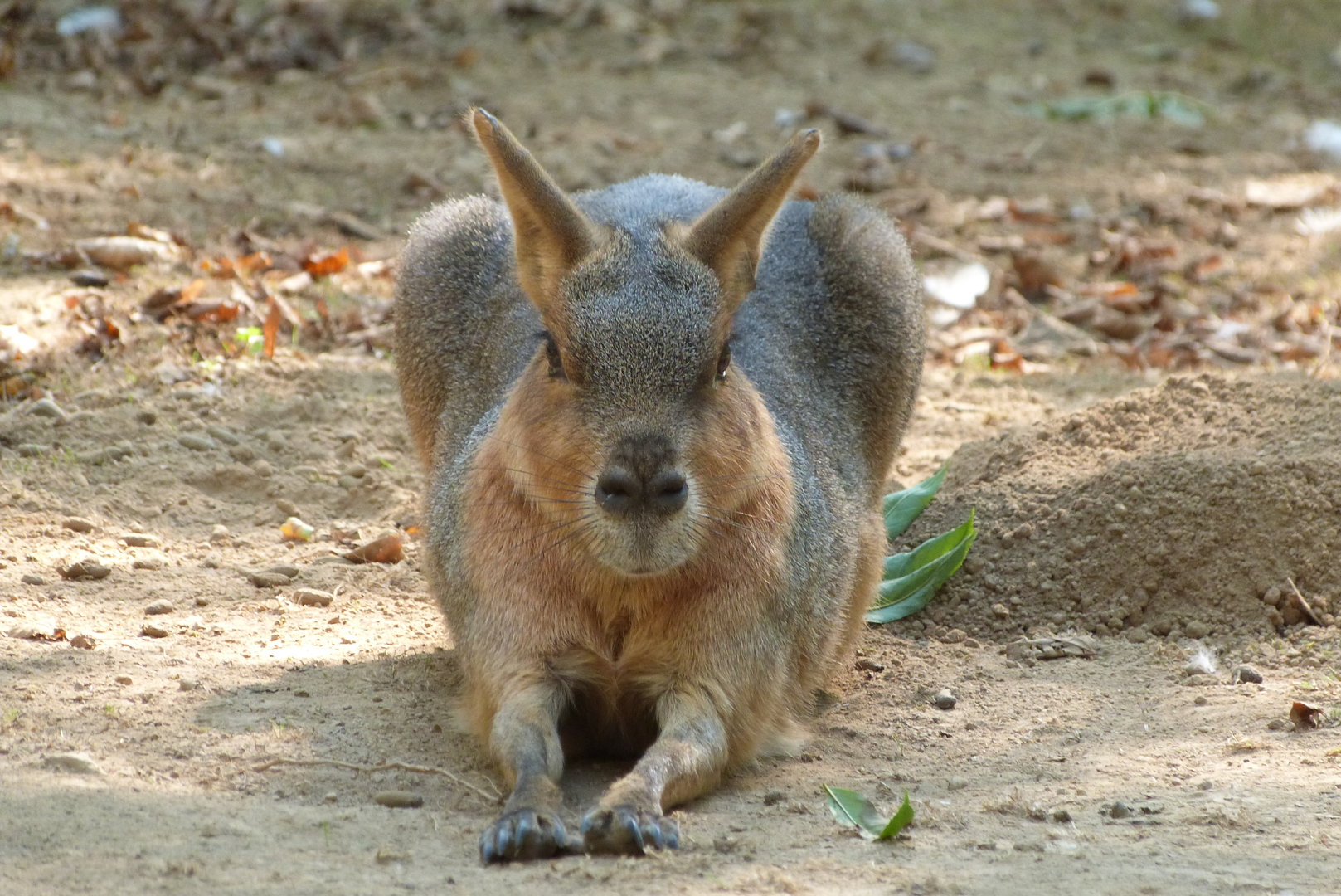 Patagonian Mara