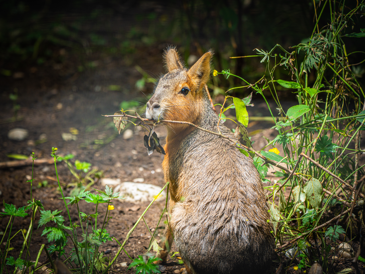 Patagonian Mara
