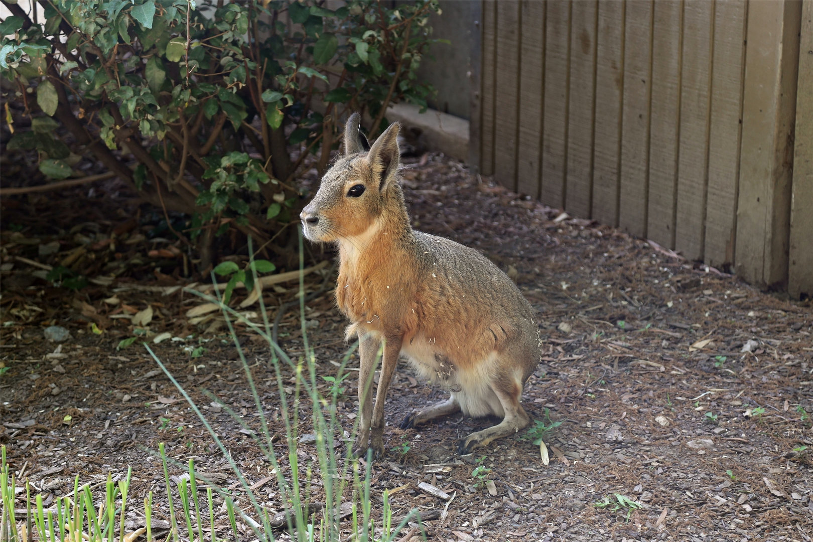 Patagonian Mara