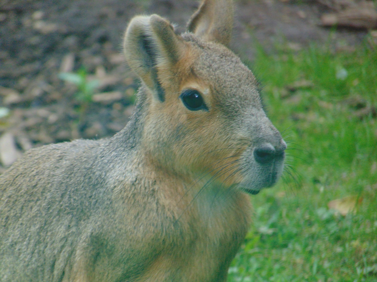 Patagonian Mara