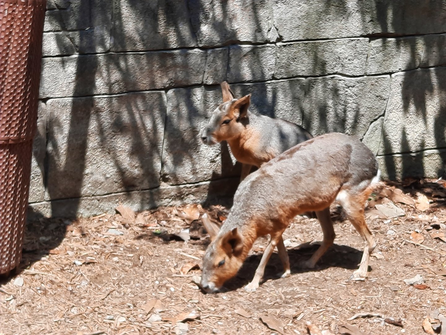 Patagonian Mara