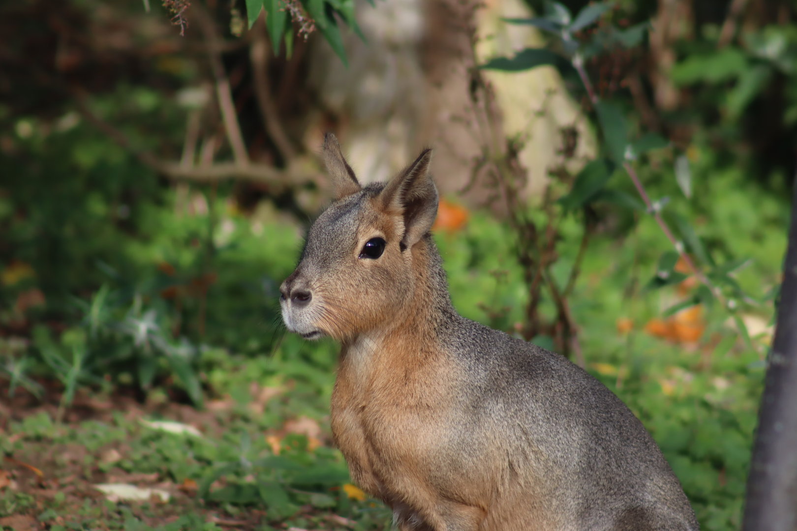 Patagonian Mara