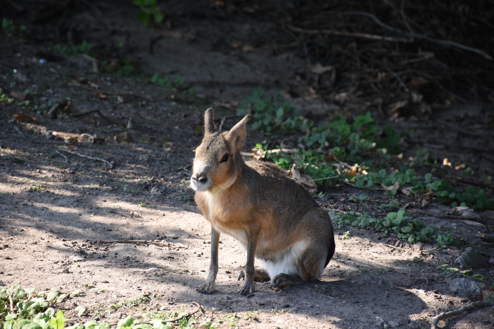 Patagonian mara