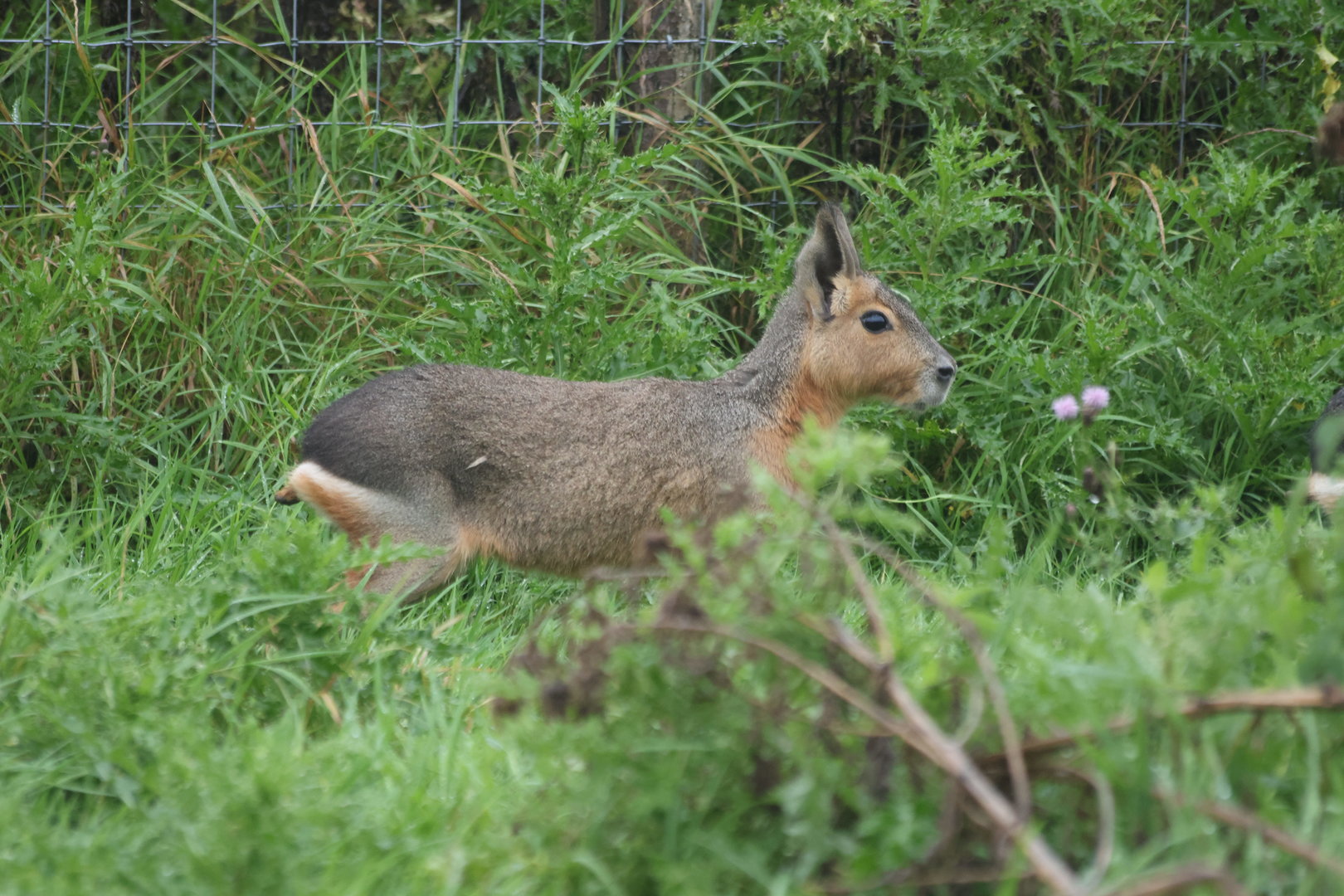 Patagonian Mara