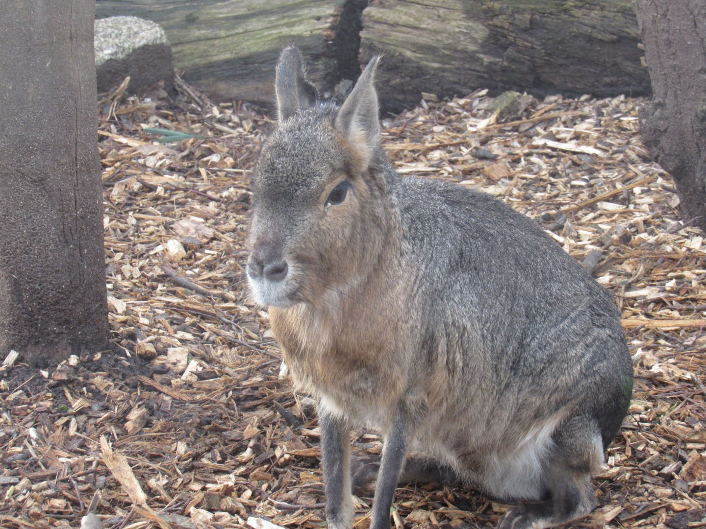 Patagonian mara