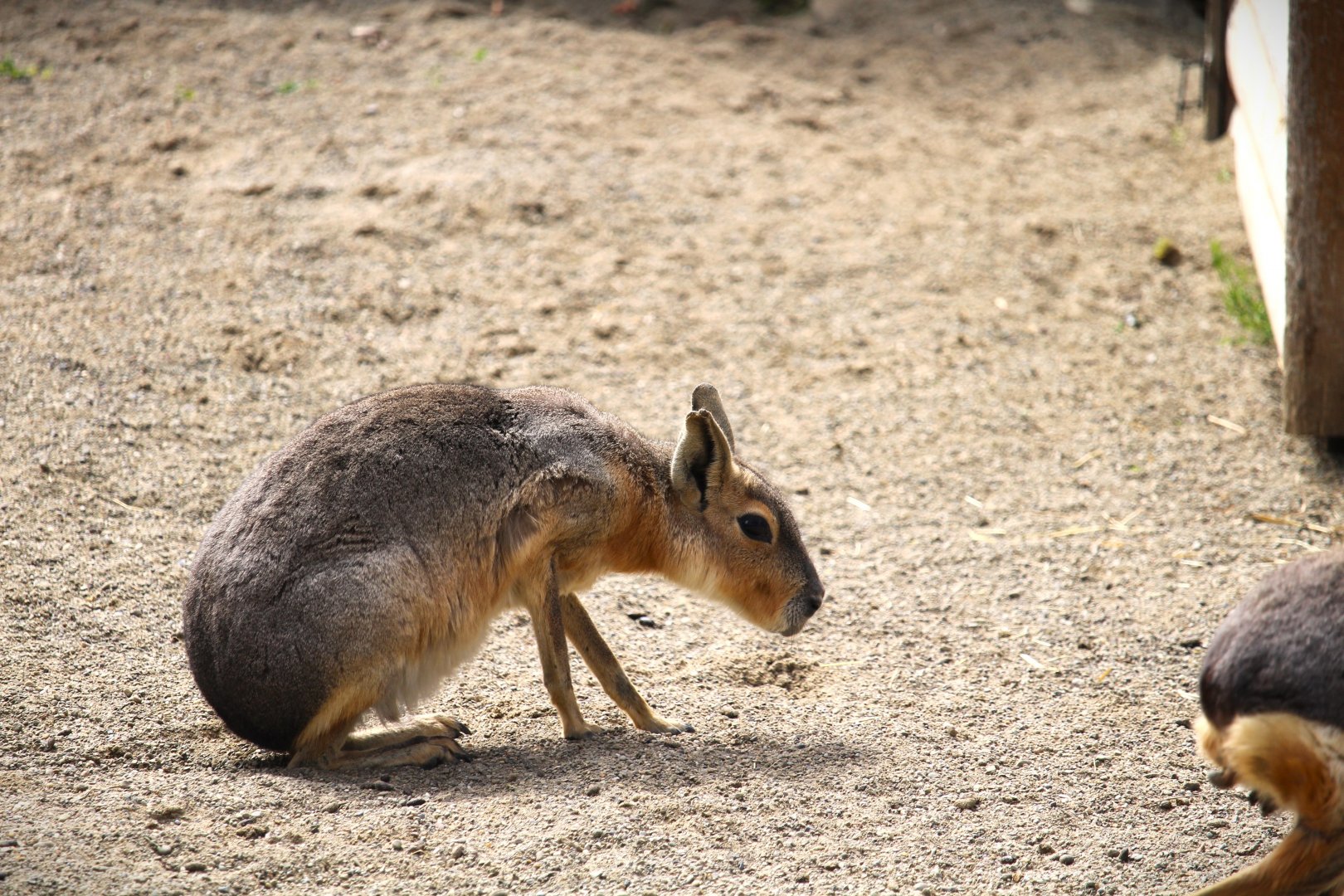 Patagonian Mara