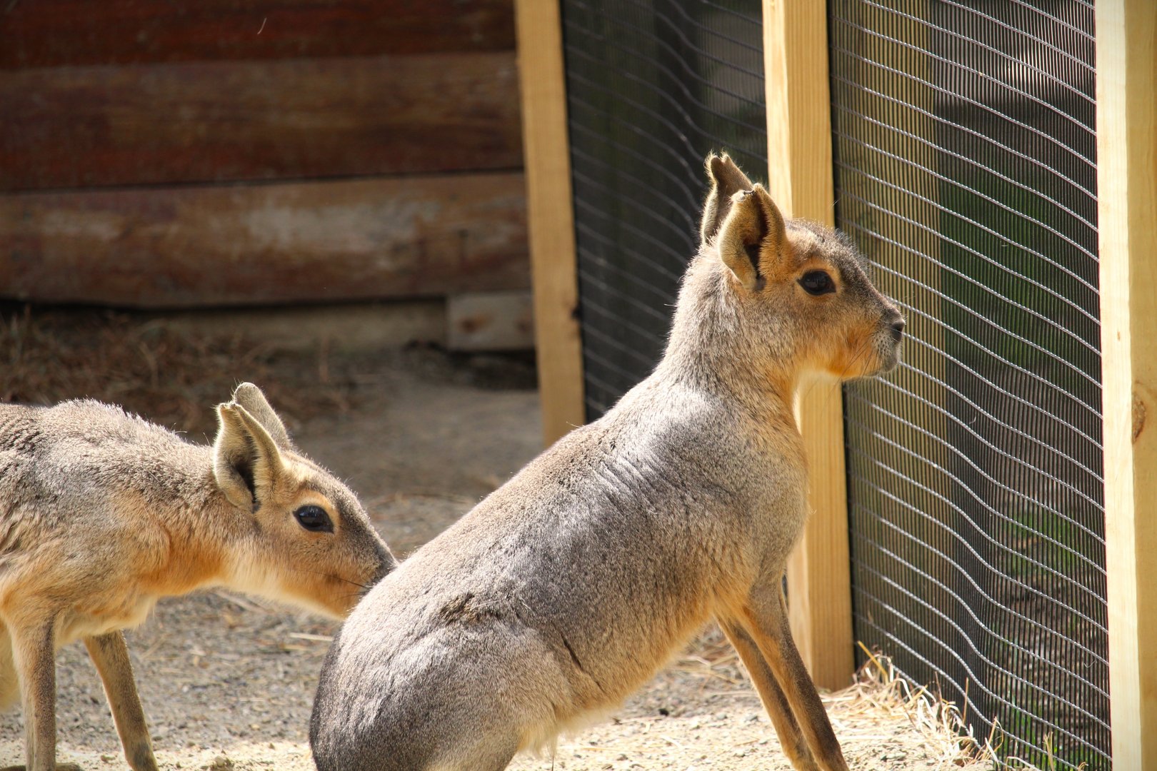 Patagonian Mara