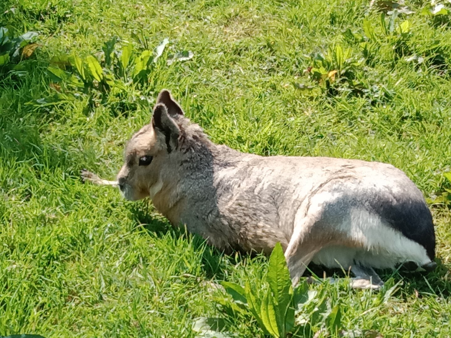 Patagonian mara.