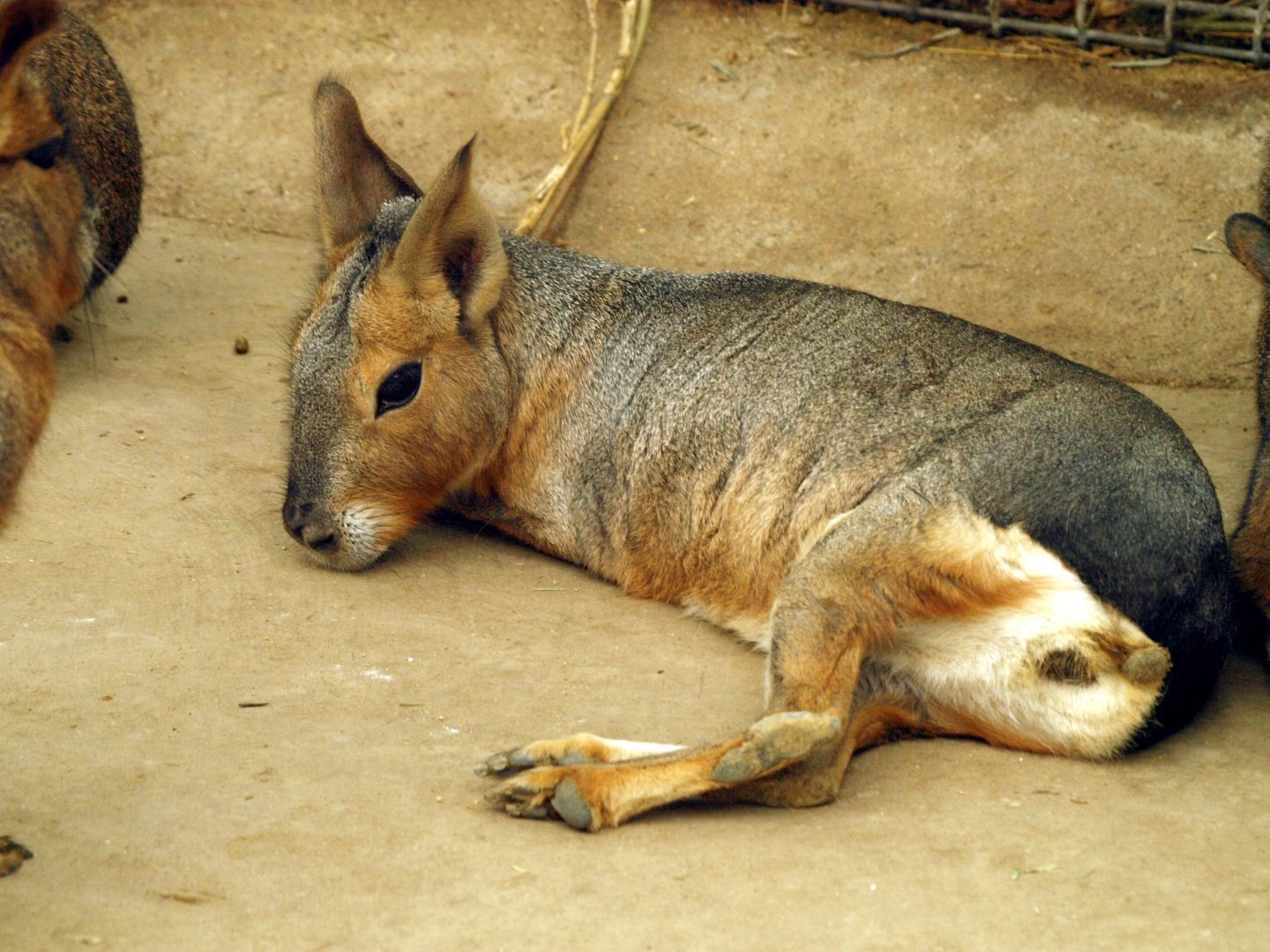 Patagonian mara
