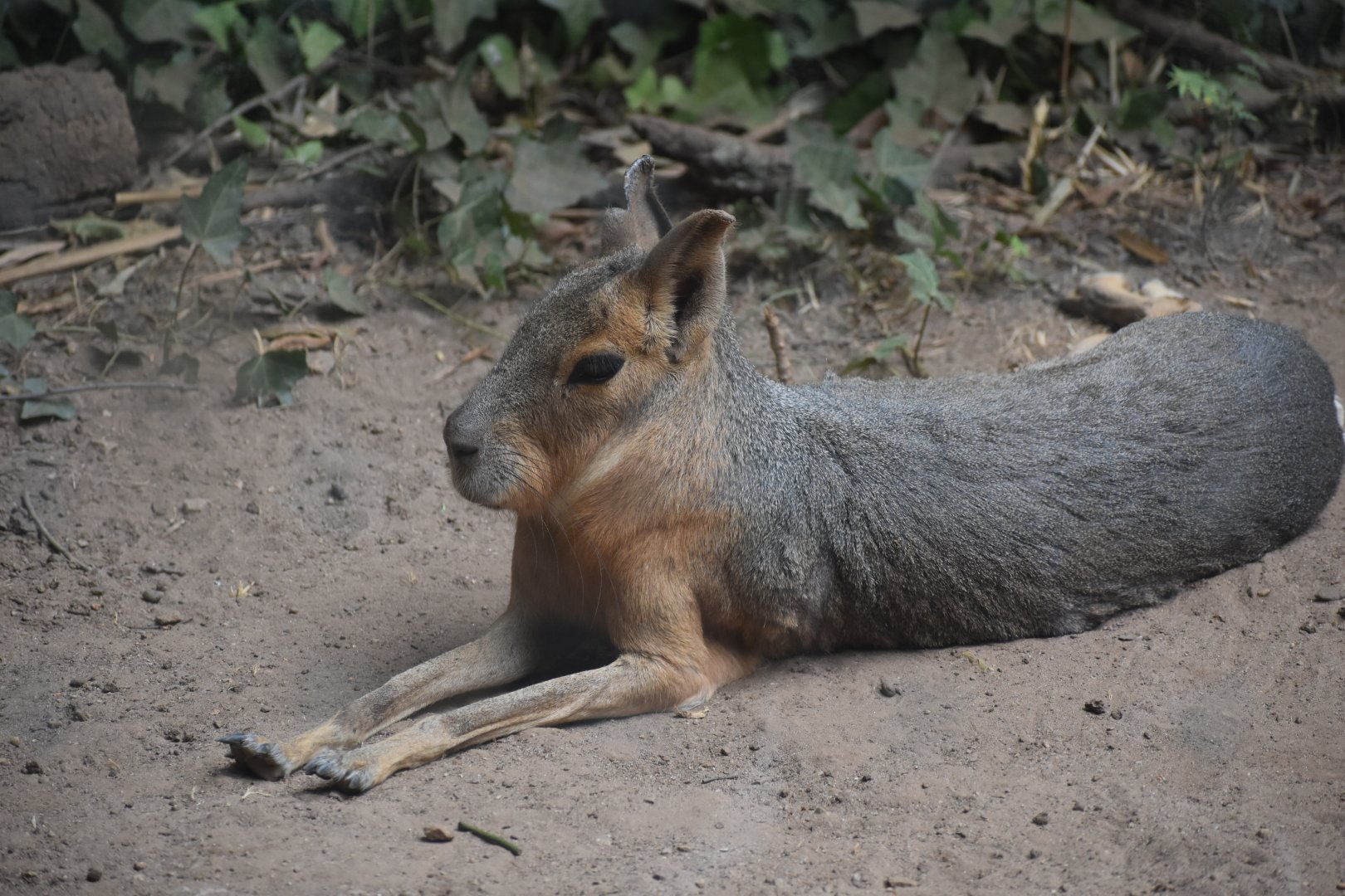 Patagonian Mara