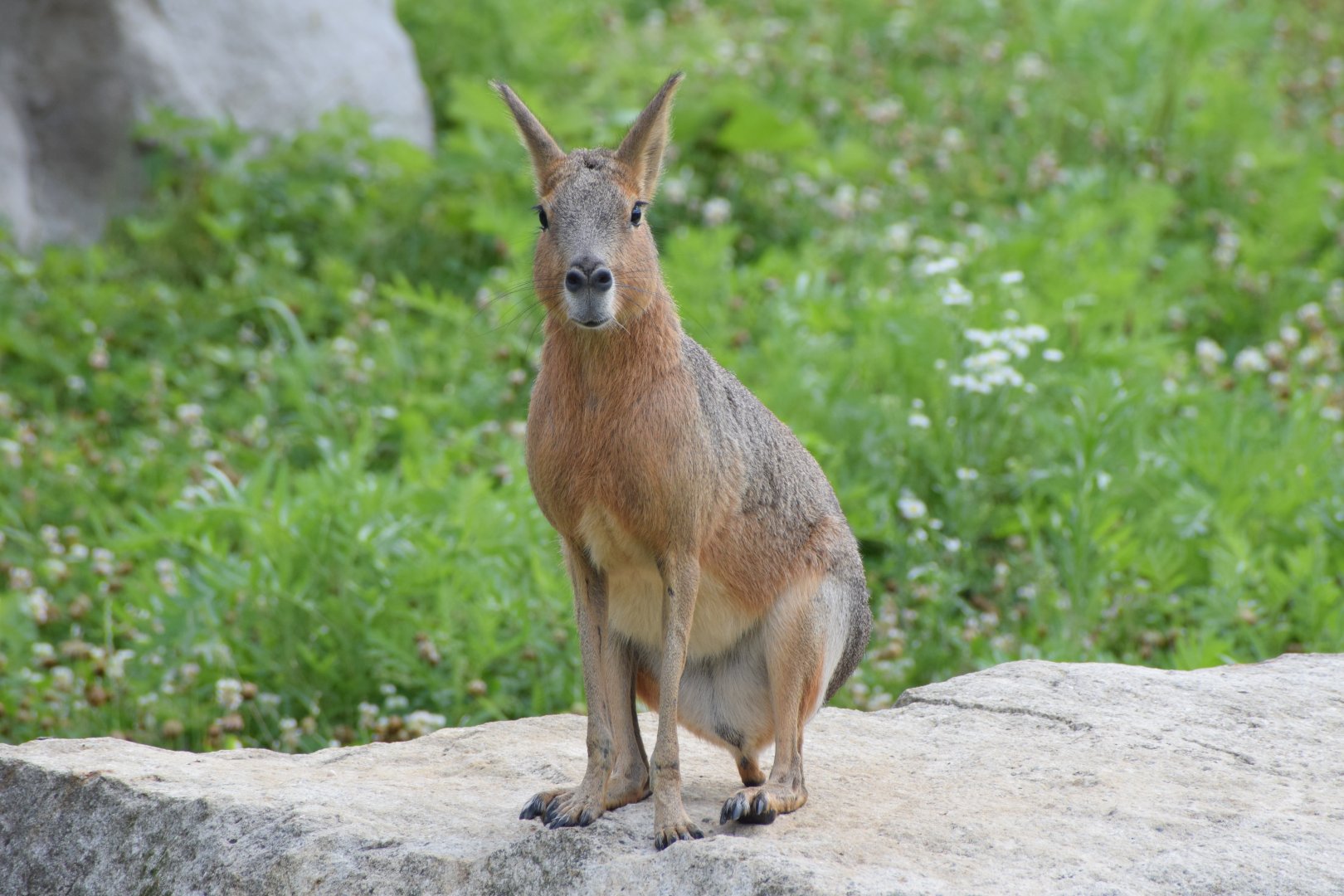 Patagonian mara