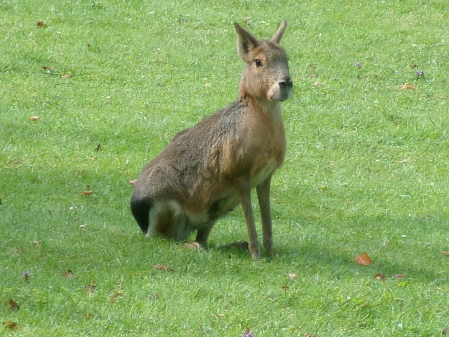 Patagonian mara