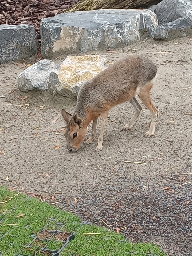 Patagonian Mara