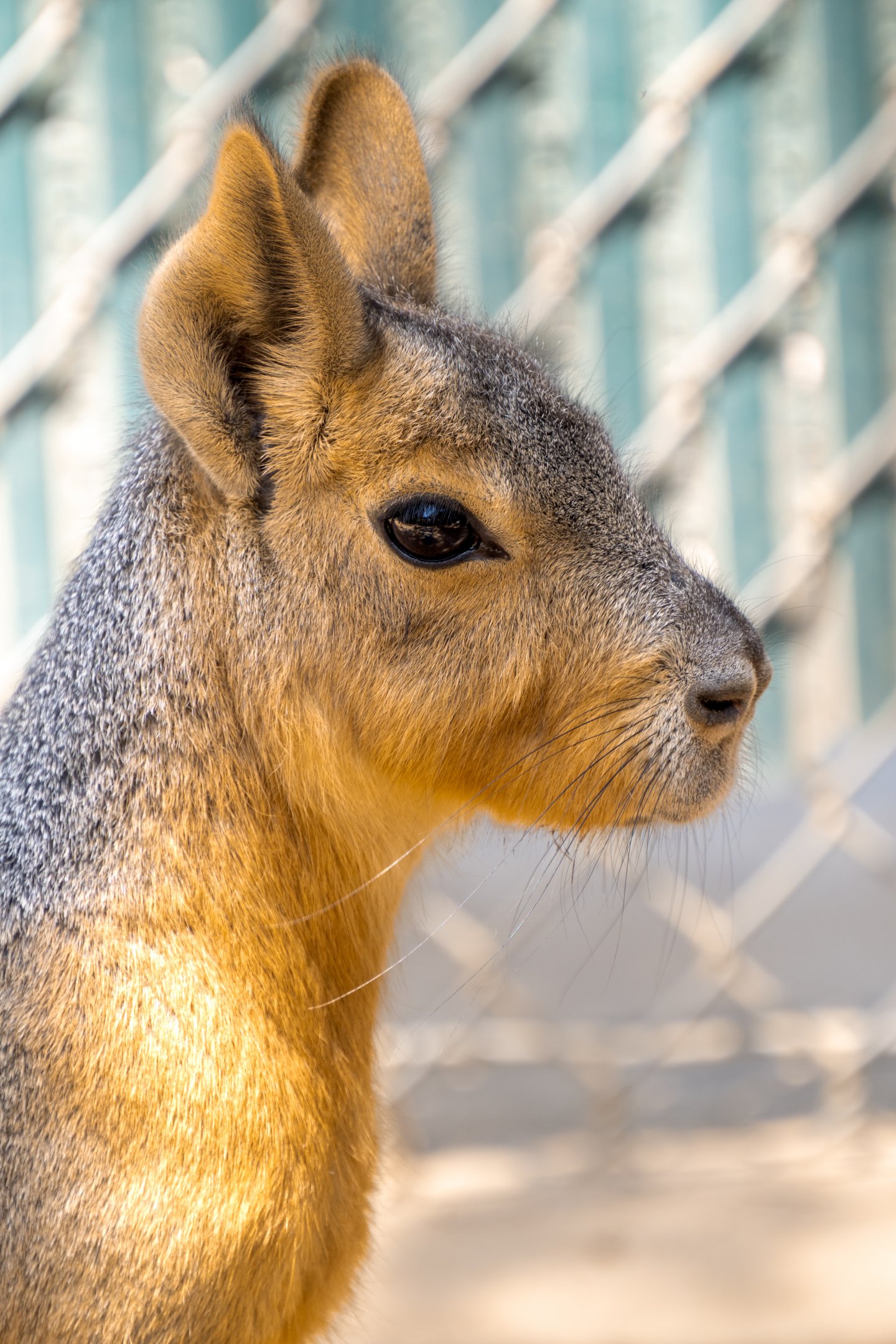 Patagonian Mara