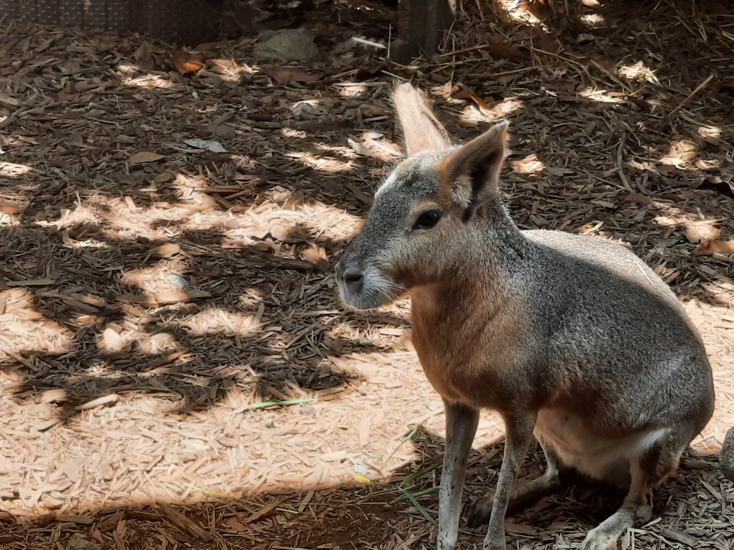 Patagonian Mara