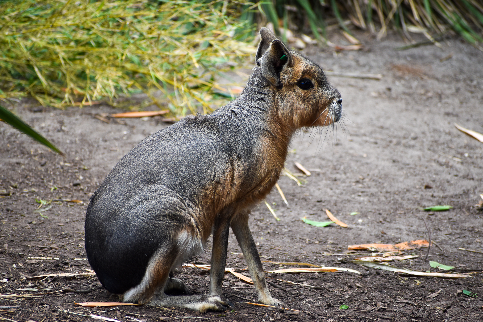 Patagonian Mara
