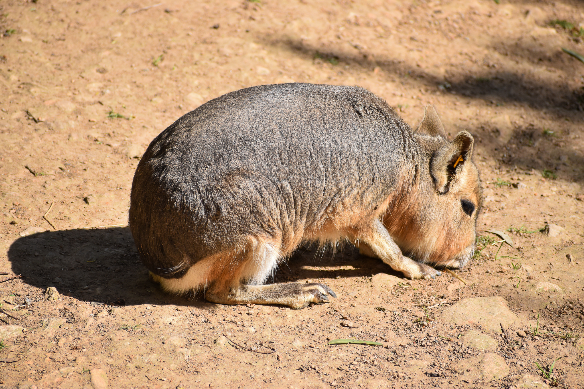 Patagonian Mara