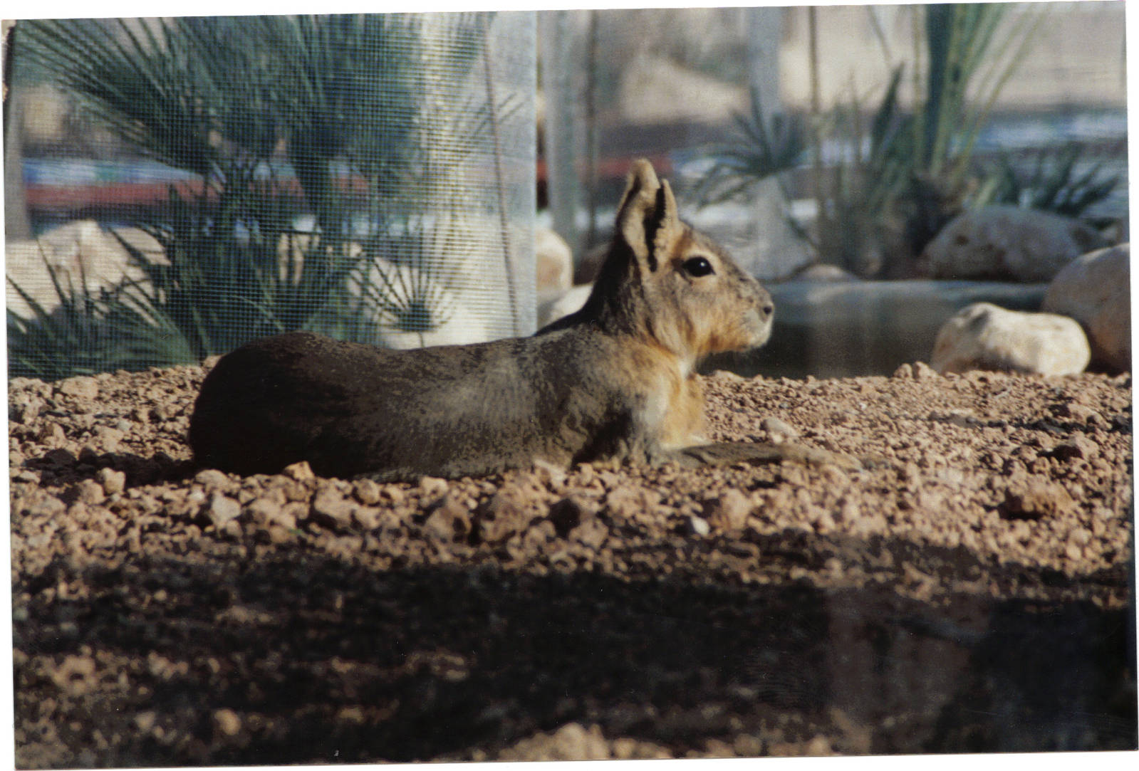 Patagonian mara