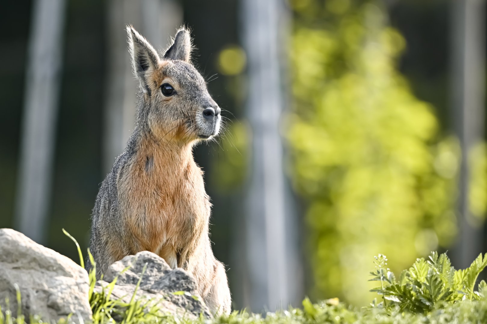 Patagonian mara