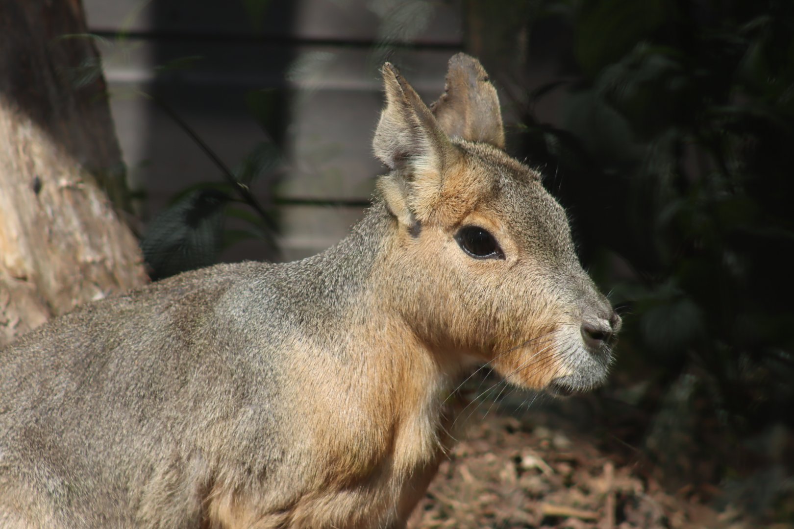 Patagonian Mara