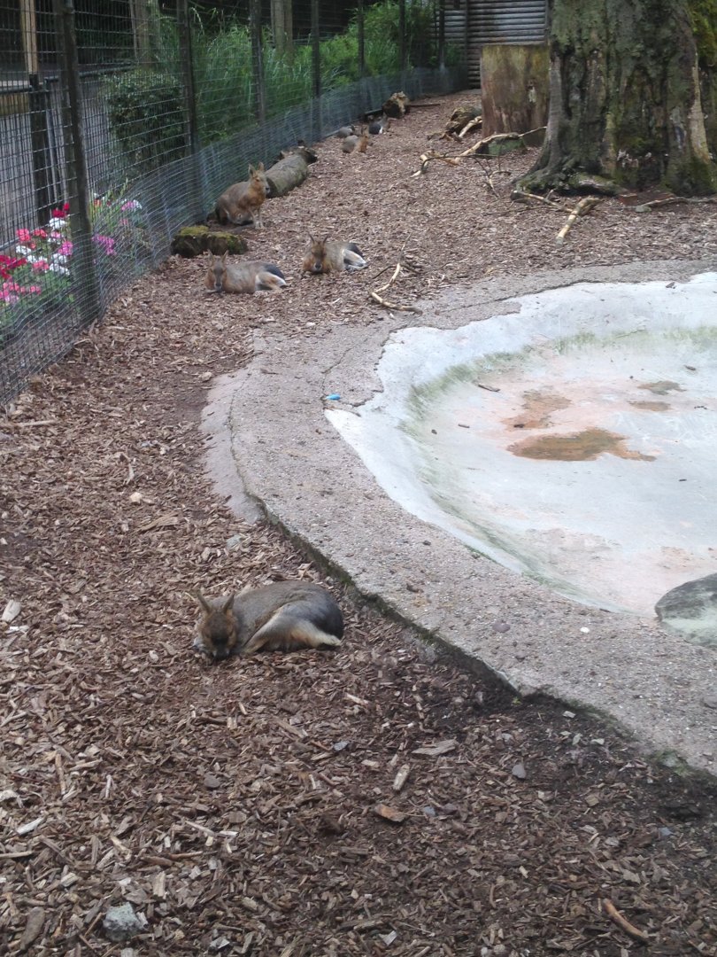 Patagonian maras, 9th July 2019