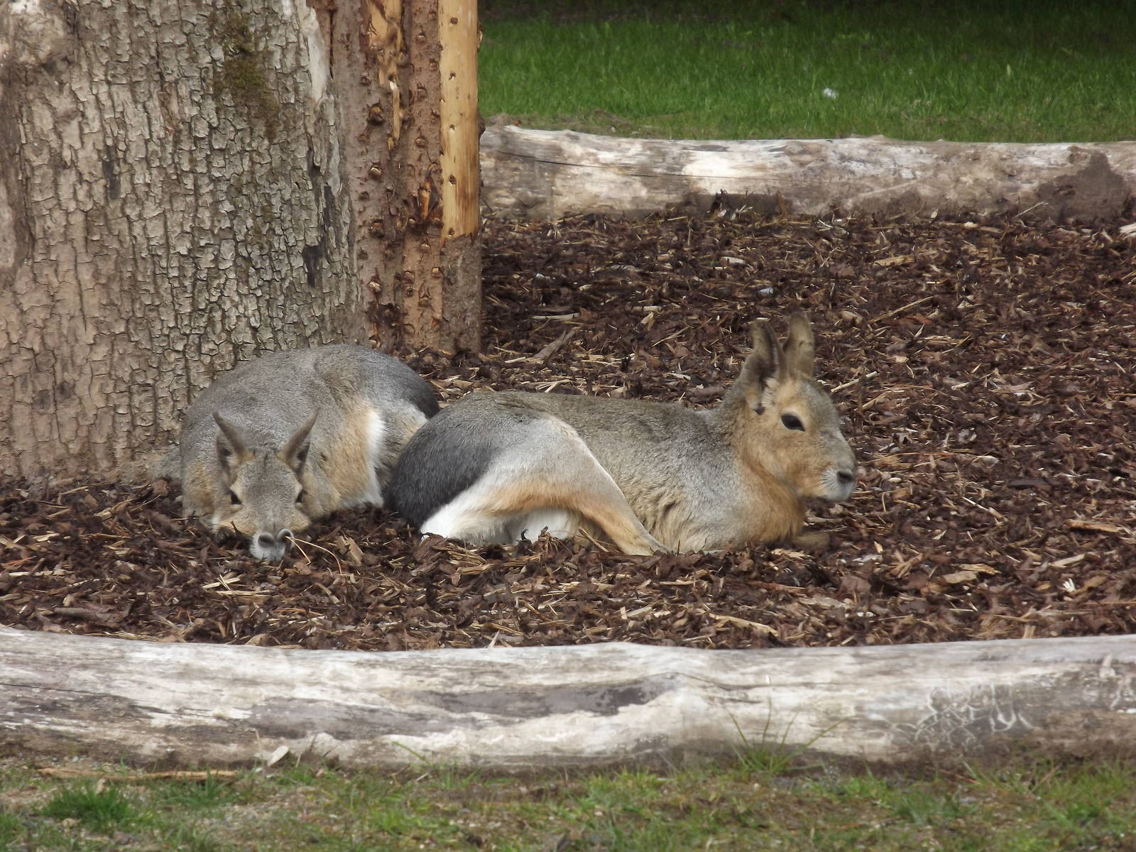 Patagonian Maras at Blackpool Zoo 12/04/12
