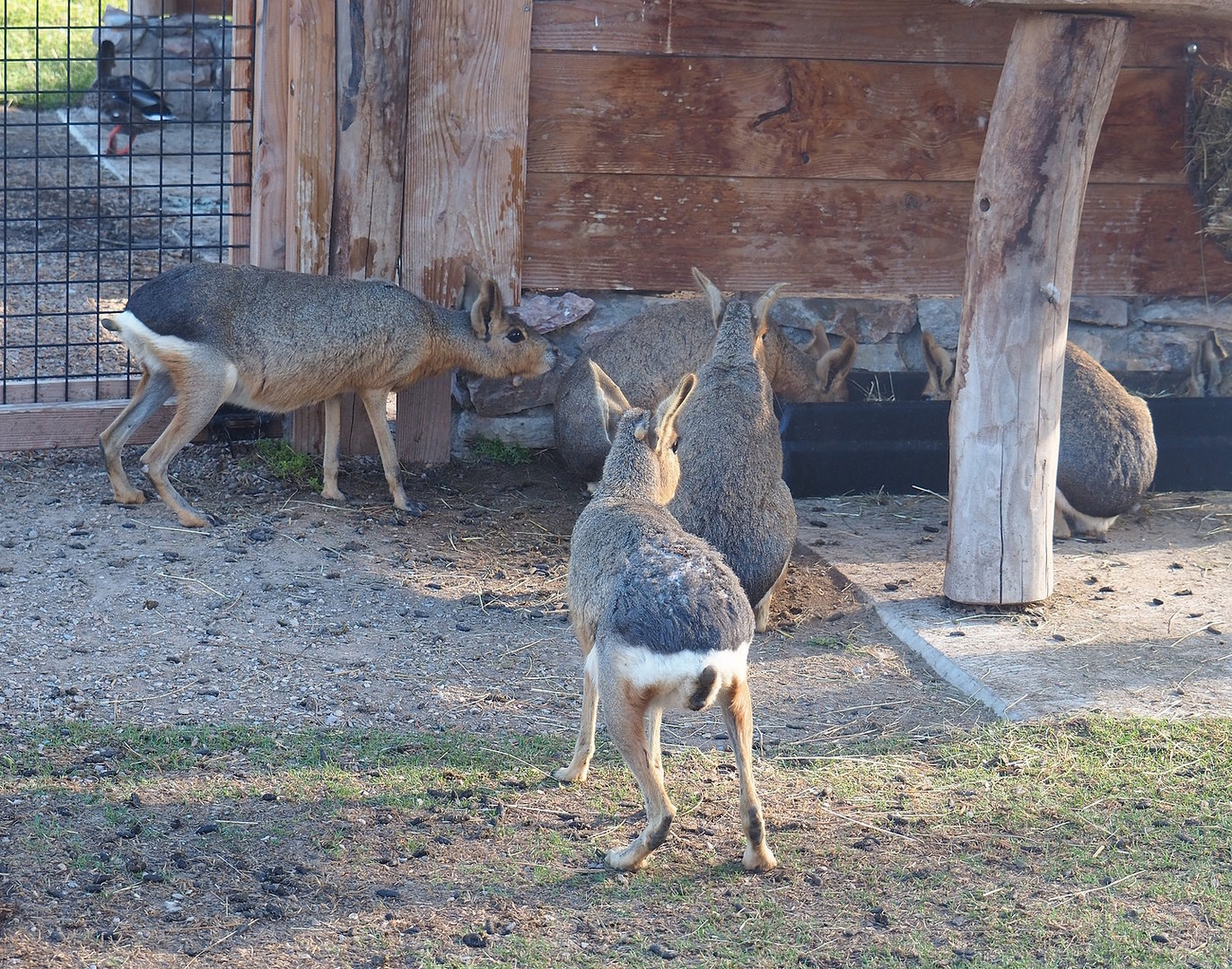 Patagonian maras (Dolichotis patagonum), 2022-08-28