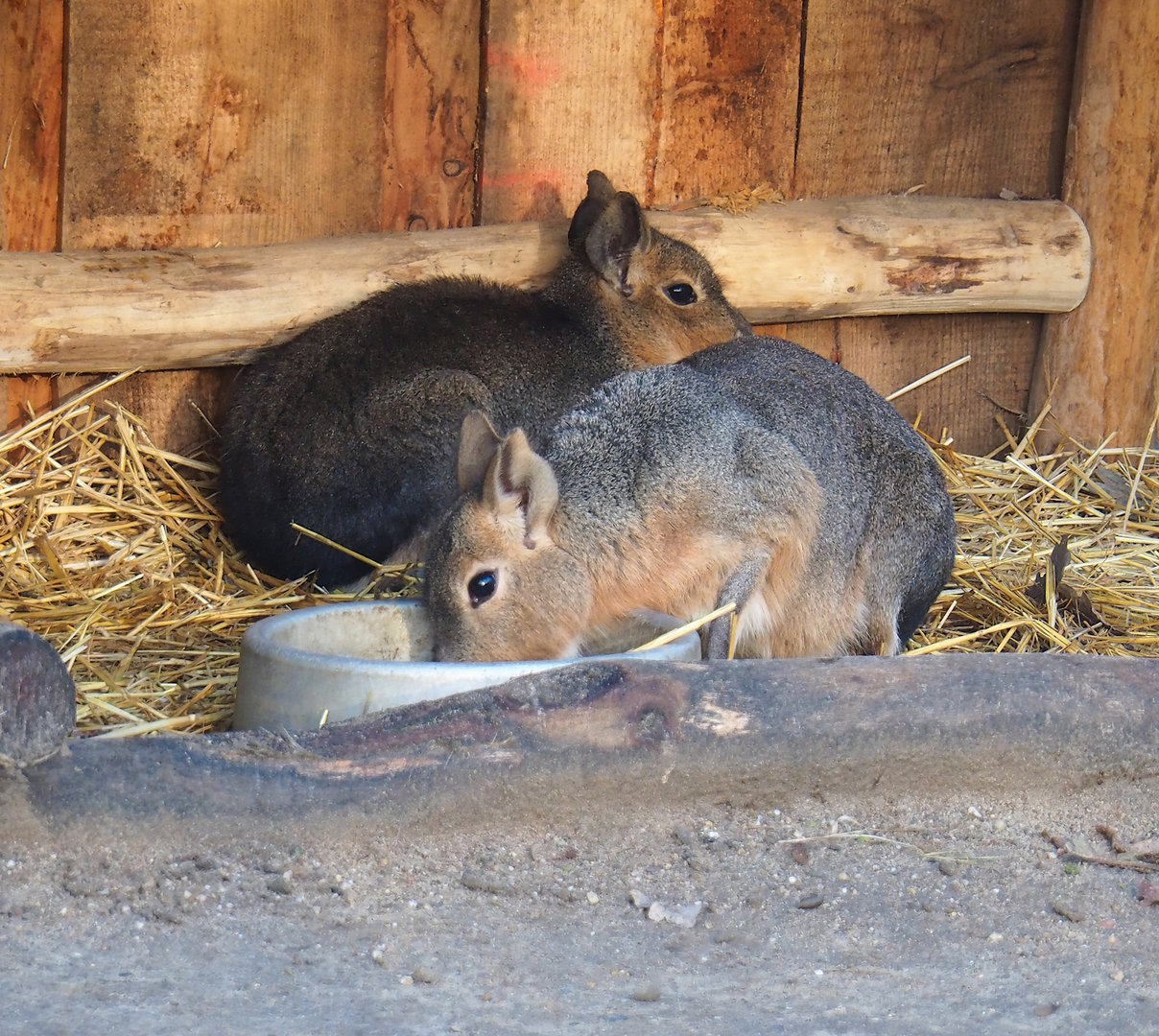 Patagonian maras (Dolichotis patagonum), 2022-12-27
