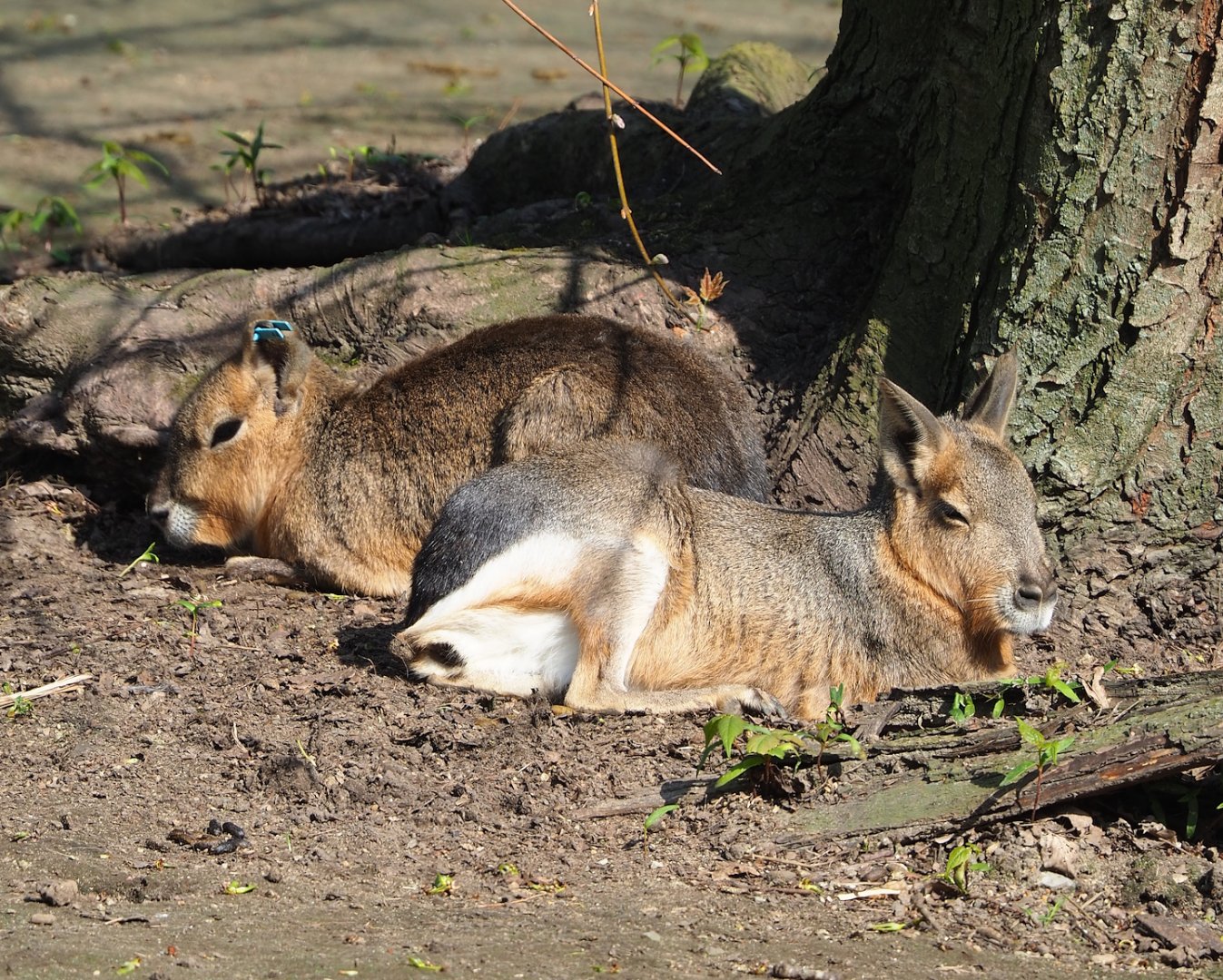 Patagonian maras (Dolichotis patagonum), 2023-04-18