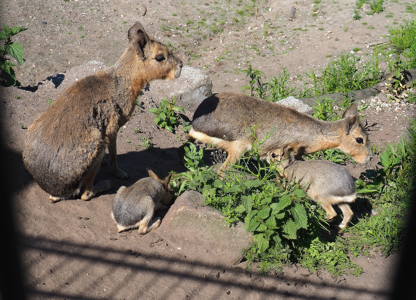 Patagonian maras (Dolichotis patagonum), 2023-05-31