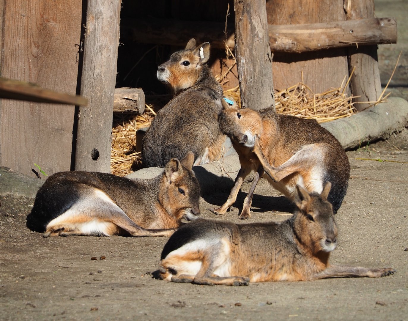 Patagonian maras (Dolichotis patagonum), 2024-03-04